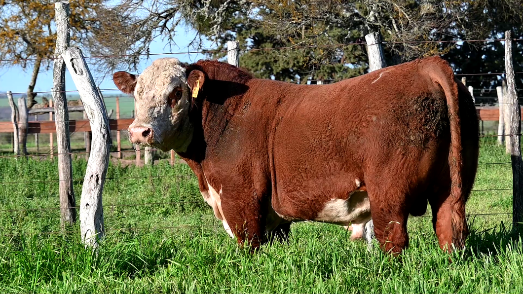 Lote 3 Toros POLLED HEREFORD a remate en Los Novilleros, Montevideo