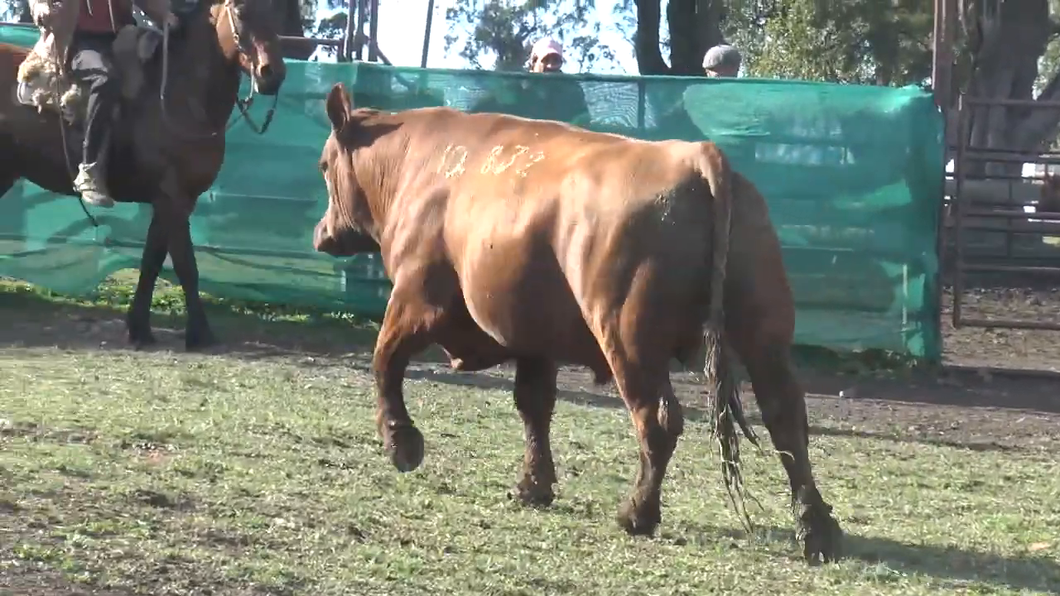 Lote Toros a remate en TOROS PARA VAQUILLONAS en Cabaña La Empastada