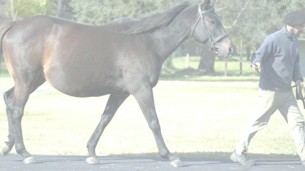 Lote RYE BEAUTY (CATCHER IN THE RYE -  SOUTH MIRTH) Preñez de  VERIFYING