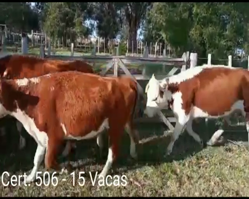Lote (Vendido)15 Vacas de Invernada 13 HE - 2 HE/ RA       a remate en Remate virtual de Coco Morales & Asoc. 414kg -  en  RUTA 12 A 5 KM DE CARDONA
