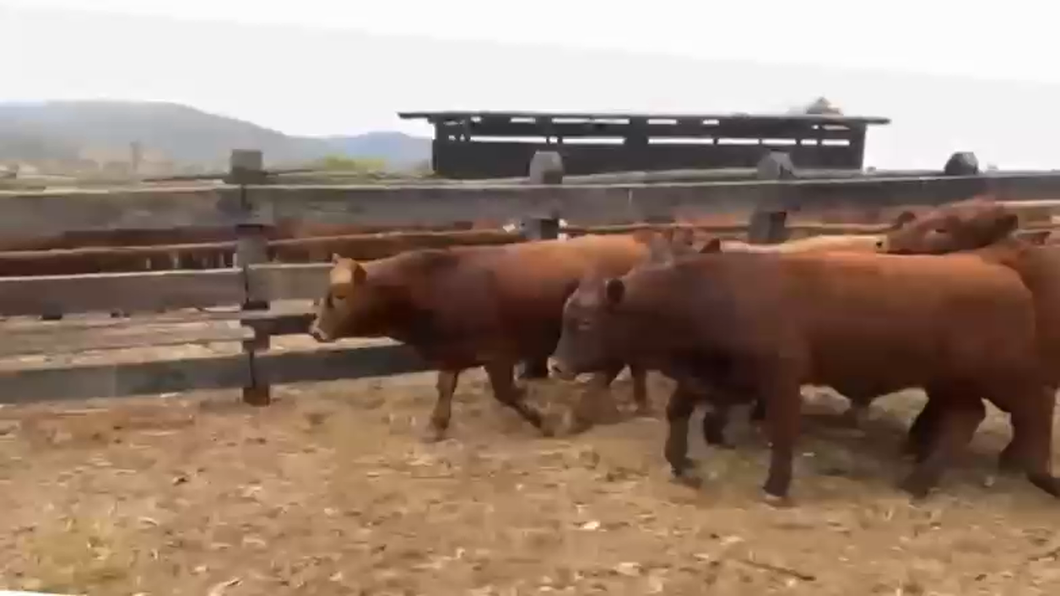 Lote 42 Ternero en San Antonio, V  Región Valparaíso