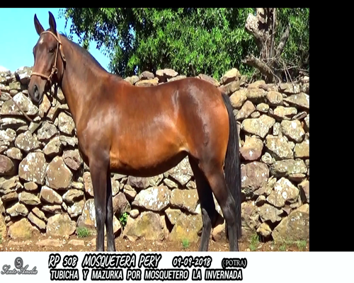 Lote MOSQUETERA PERY