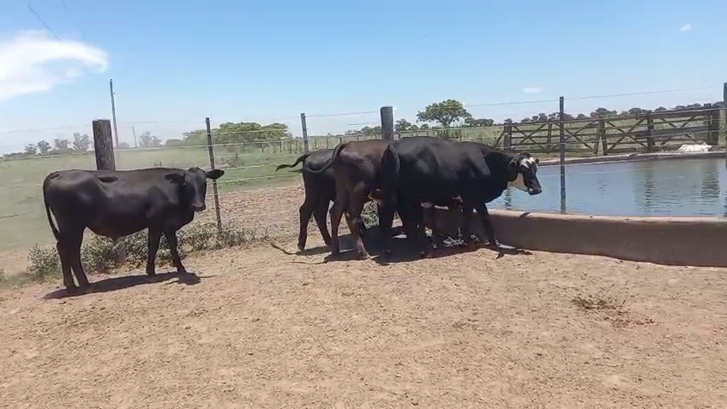 Lote 15 Novillos
