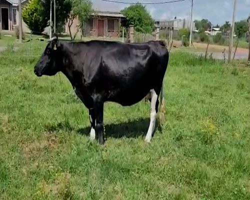 Lote (Vendido)Vaca 500kg - , Colonia