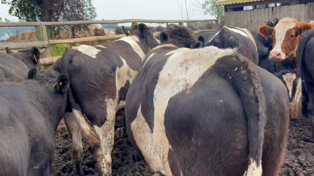 Lote 40 Novillo Gordo en Melipilla, Región Metropolitana