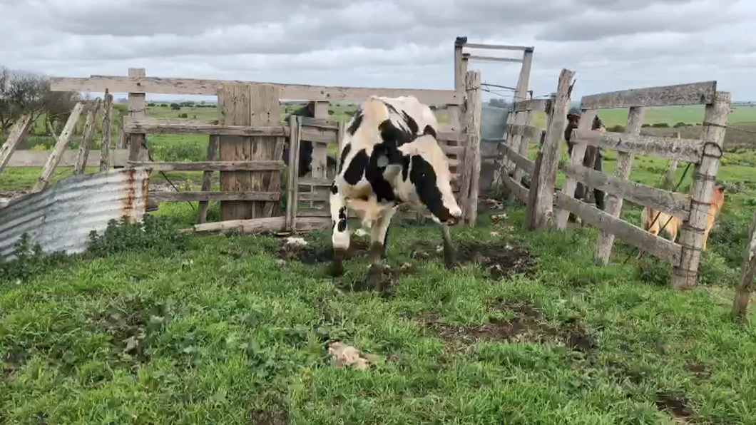 Lote Toros Holando a remate en Aniversario 115 Años - Camy 400kg -  en Ruta 3 km 120