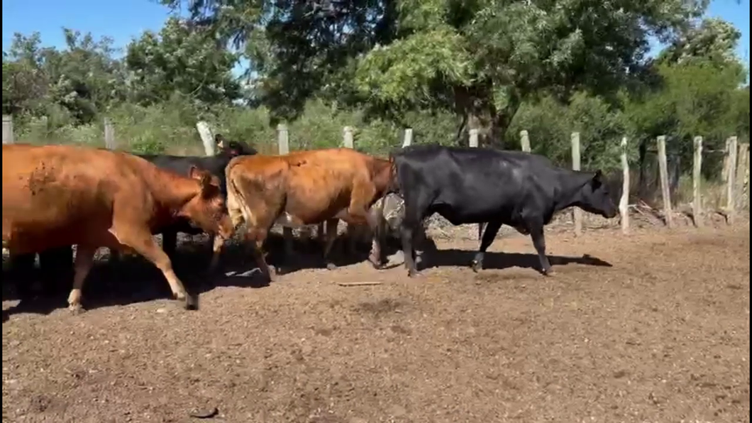 Lote VACAS PREÑADAS