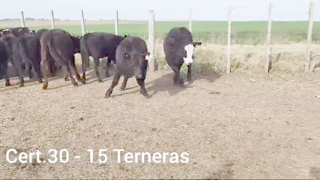 Lote TERNERAS