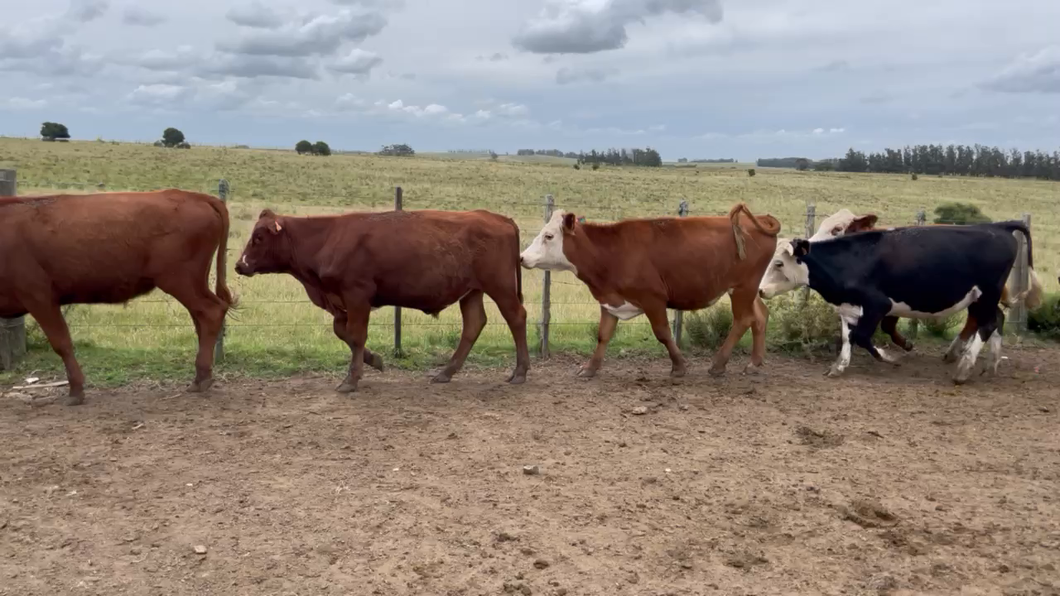 Lote 150 Novillos 1 a 2 años en José Ignacio, Maldonado