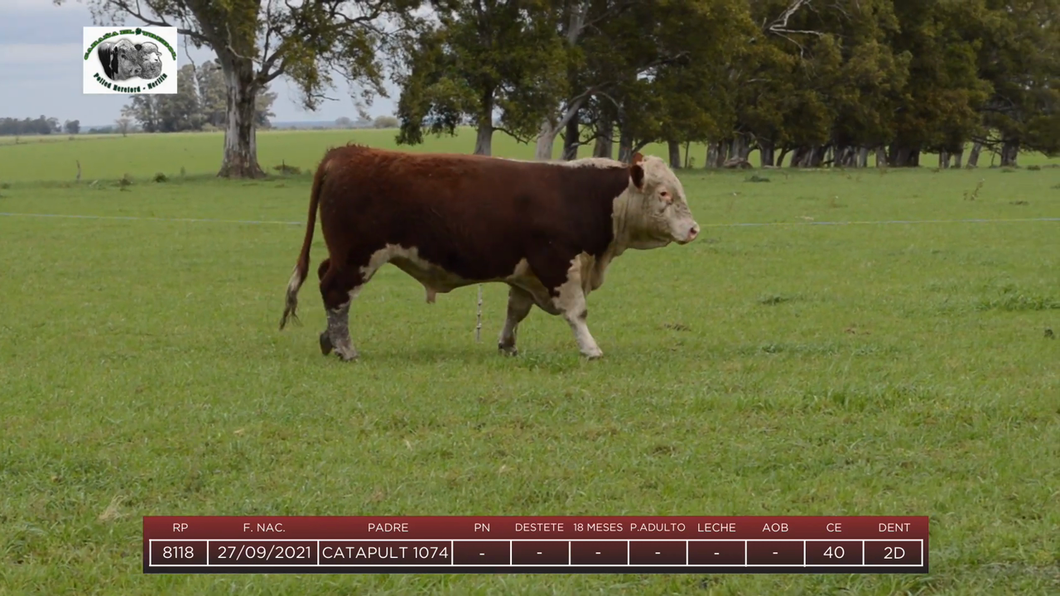 Lote Toros a remate en 6to Remate Anual Cabaña "El Trébol" de Martín Salto Stefani, Paysandú