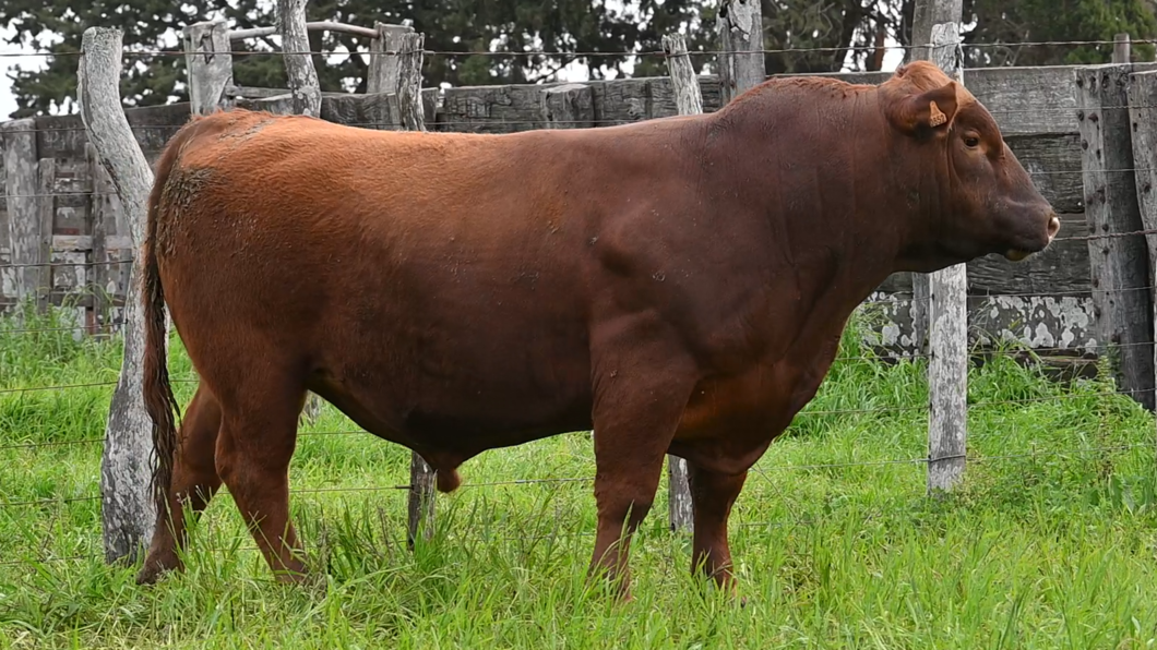 Lote 3 Toros RED ANGUS a remate en Los Novilleros, Montevideo