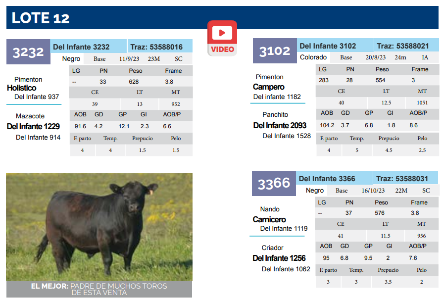 Lote Lote 12