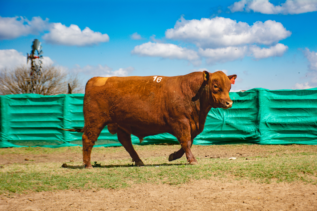 Lote Toros