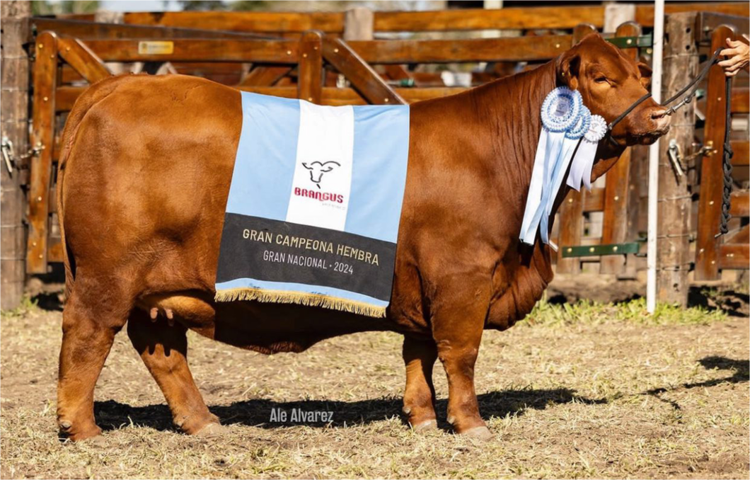 Lote PACK 5 EMBRIONES 656 X MAFIOSO