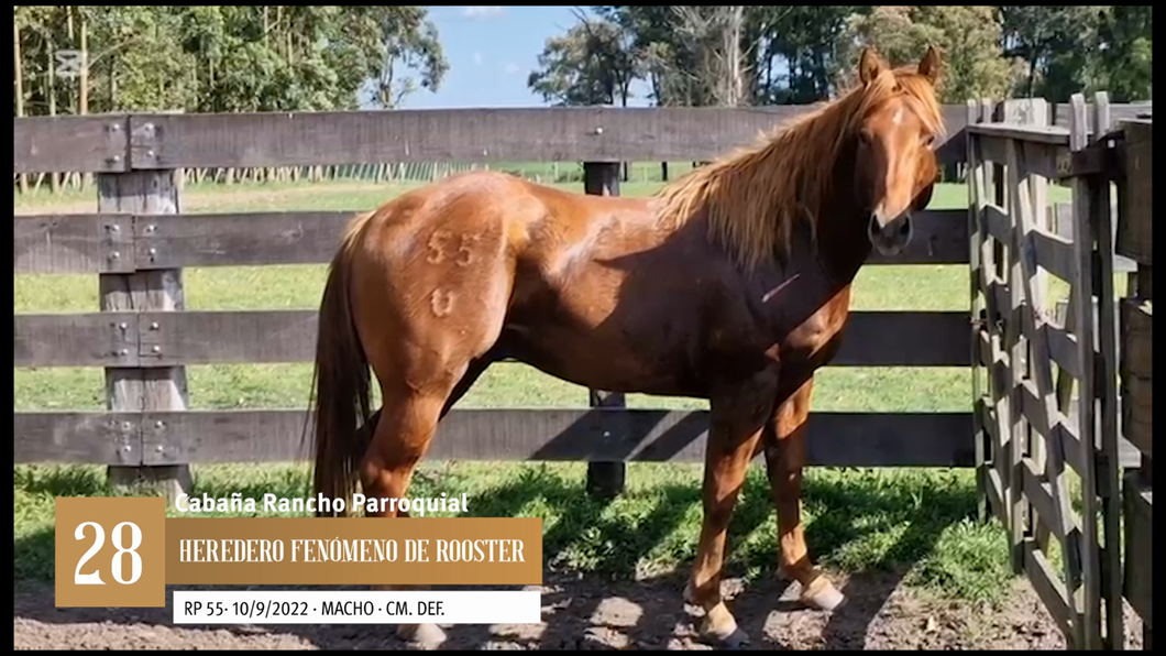 Lote Yeguarizos a remate en Entre Razas , San José