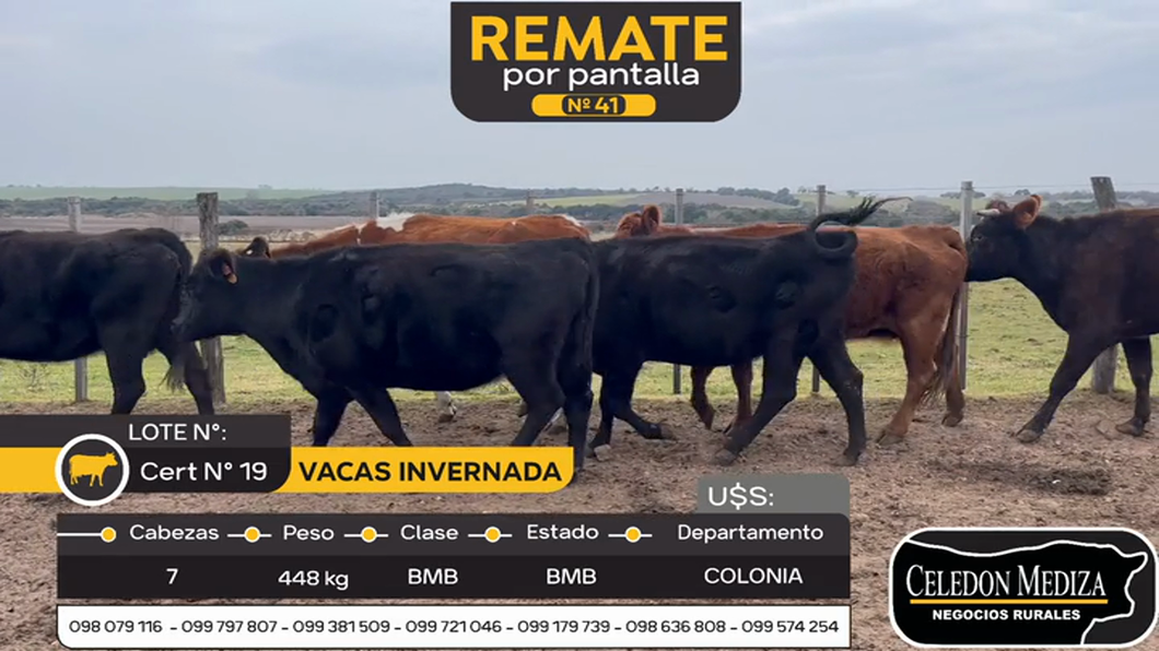 Lote 7 Vaca en Colonia