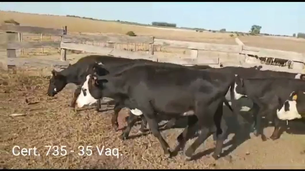 Lote VAQUILLONAS DE 1 A 2 AÑOS