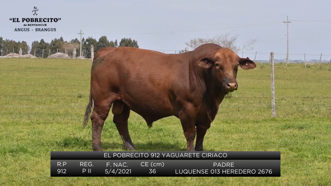 Lote Toros Brangus a remate en El Pobrecito, Durazno