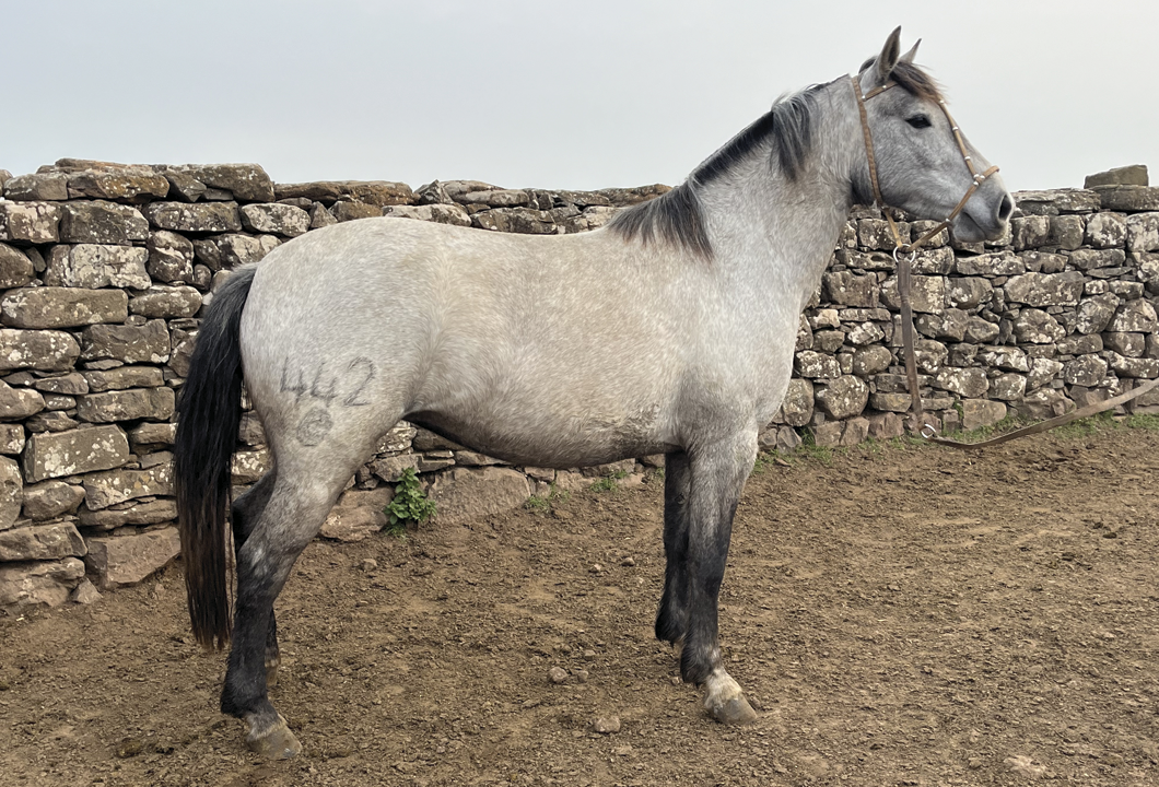 Lote FESTIVA GAITERA