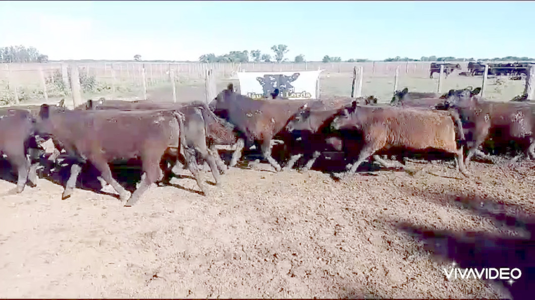 Lote 32 Terneros