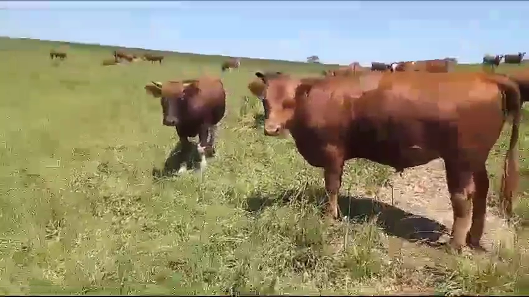 Lote 60 Novillo Engorda en Fresia, X Región Los Lagos