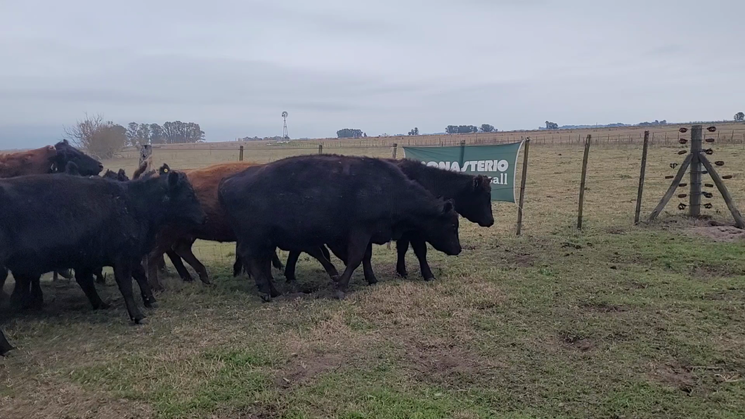 Lote 19 Vacas nuevas Preñadas