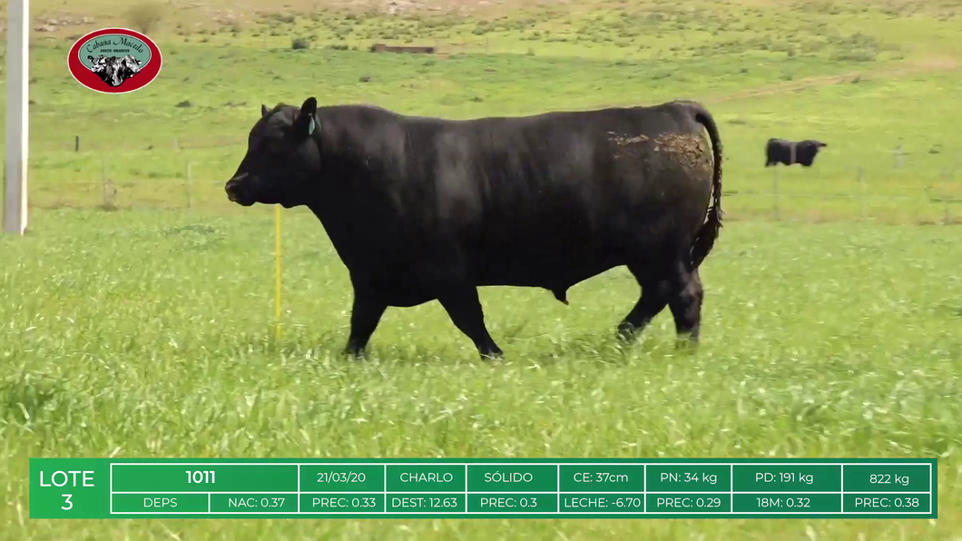 Lote TOROS ANGUS