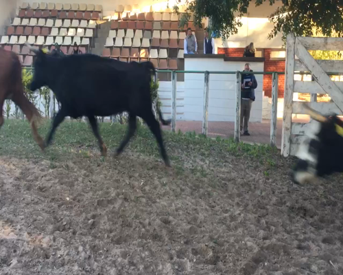 Lote 8 Vacas  en Esquina, Corrientes