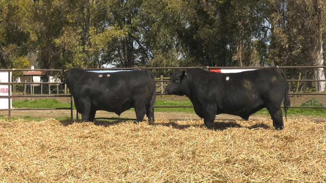 Lote TOROS ANGUS PP