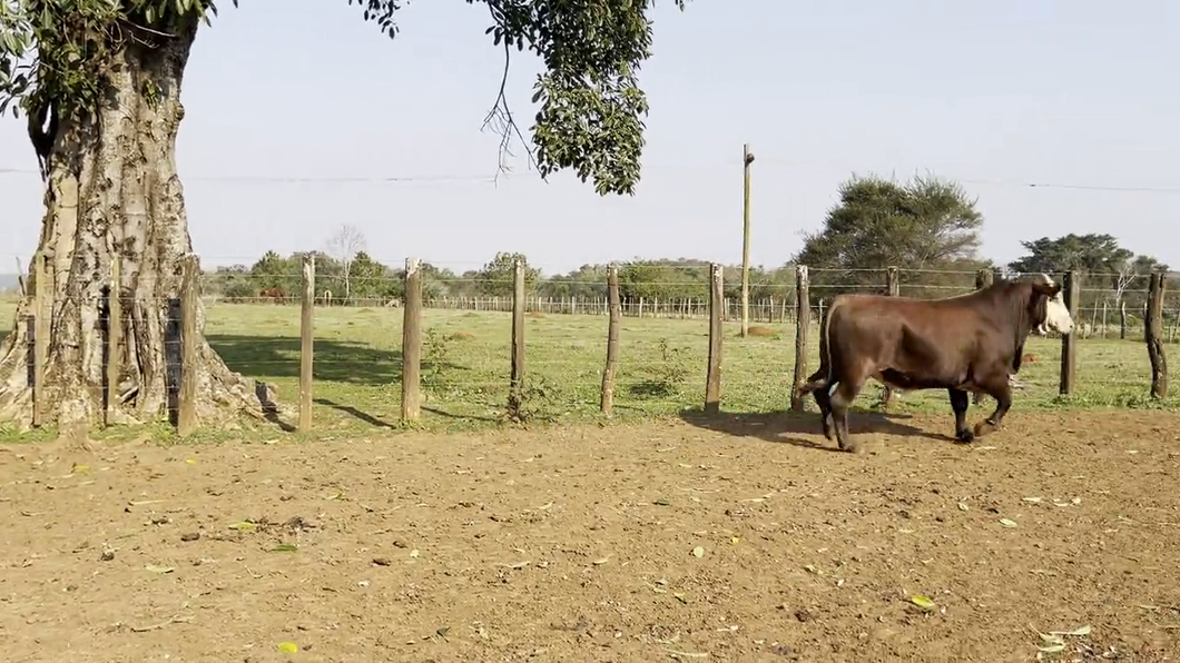 Lote TOROS BRAFORD, Cabaña "SAN SIMON"