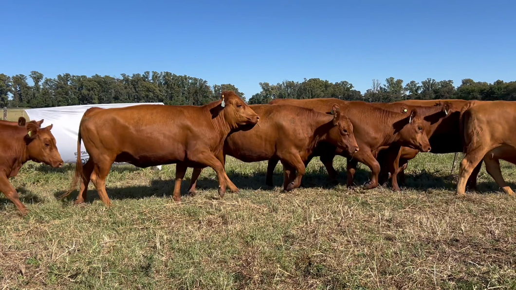 Lote 10 Vaquillonas C/ gtia de preñez en Lincoln