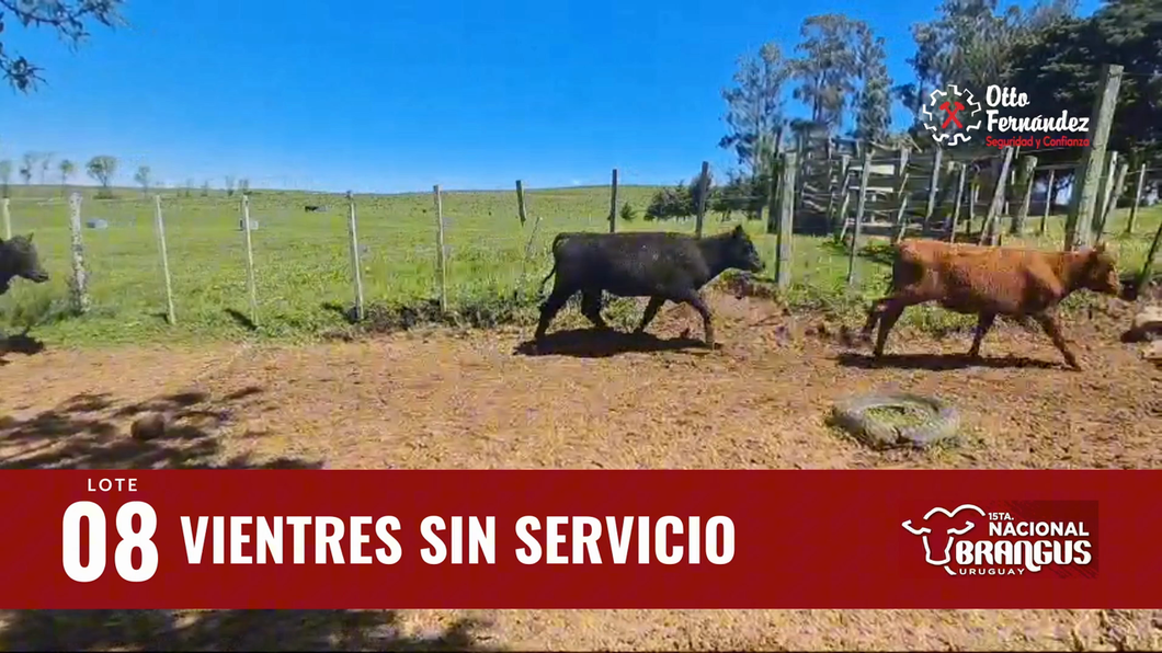 Lote Vientres Sin Servicio