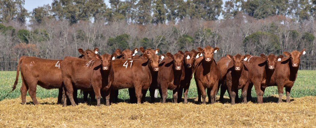 Lote VAQUILLONAS ANGUS PC OTOÑO