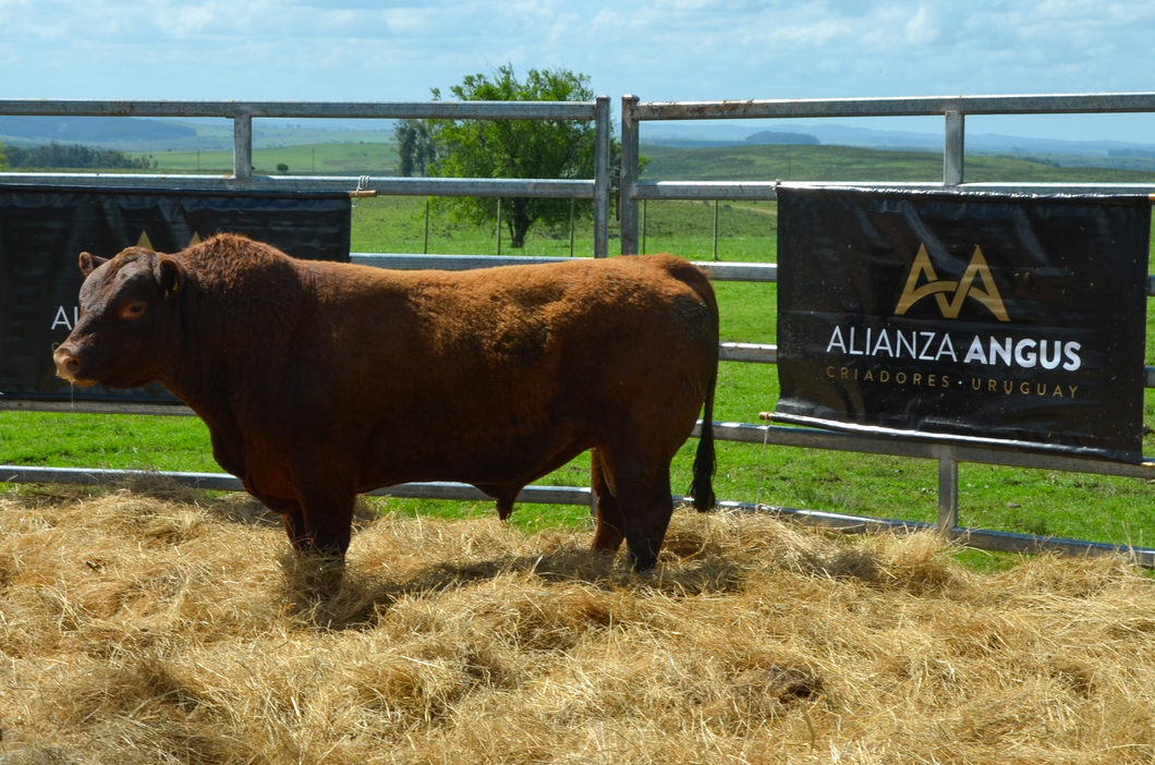 Lote 4 Toros RED a remate en Alianza Angus, Treinta y Tres