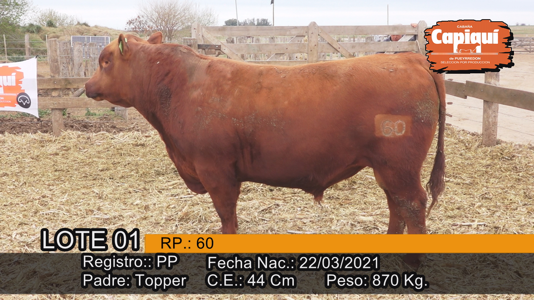 Lote Toro PP