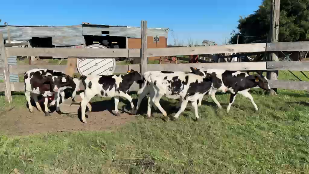 Lote TERNEROS