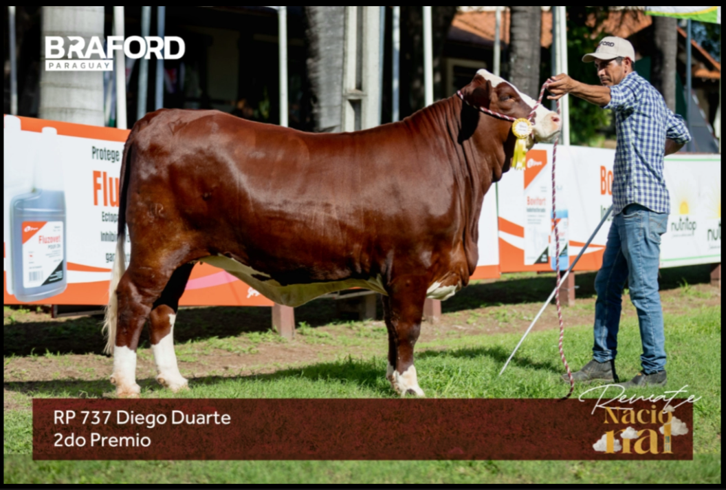 Lote LOTE BOZAL -NRO CAT 33