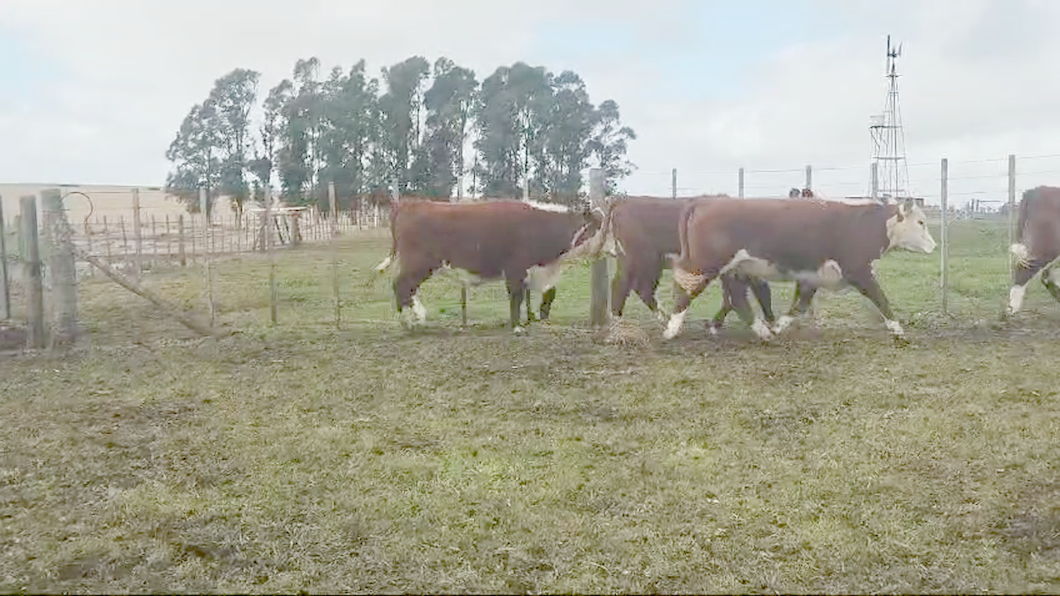 Lote TERNERAS  - CHARA HUINCA