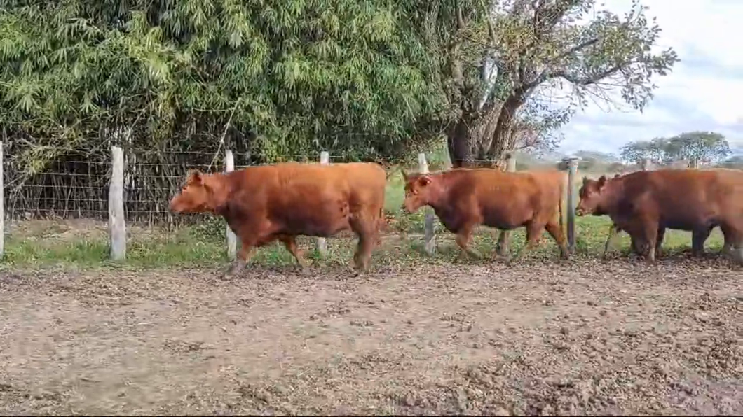 Lote ANGUS “EL CALÁ” de R. Garat VAQUILLONAS PC COLORADAS