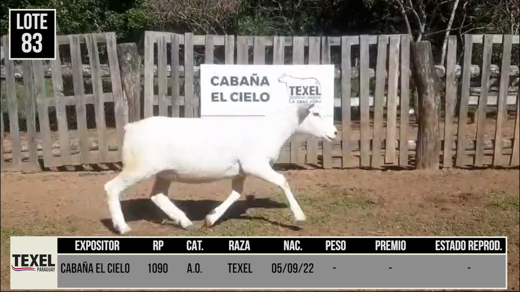 Lote LOTE 83 - CAMPO