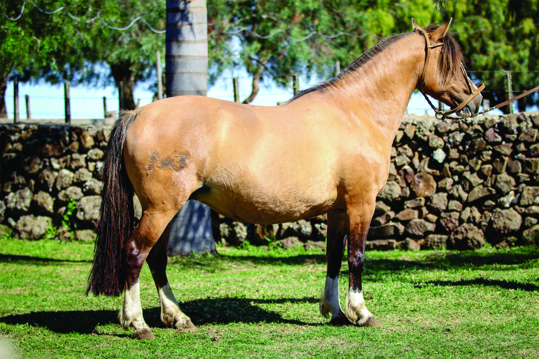 Lote Cautiva Caraguatá