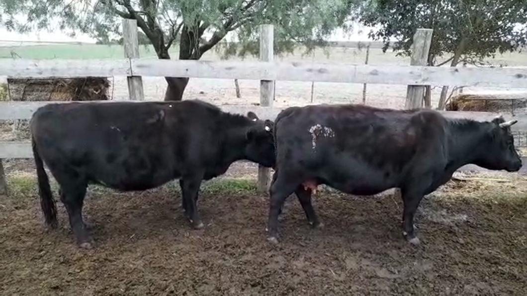 Lote (Vendido)2 Vaquillonas/Vacas Gordas a remate en PANTALLA GARLAND 530kg -  en AGRACIADA