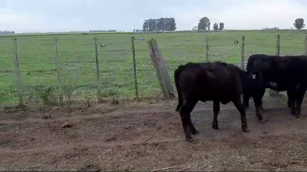 Lote 3 Terneras ANGUS a remate en #50 Pantalla Carmelo 265kg -  en RUTA 50