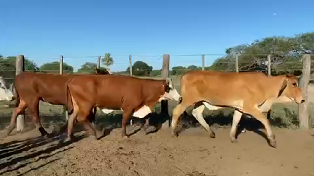 Lote 30 Vaquillonas C/ gtia de preñez en Pto. Eva Perón, Chaco