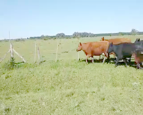 Lote 13 Vacas  USADA  con cría en La Plata, Buenos Aires