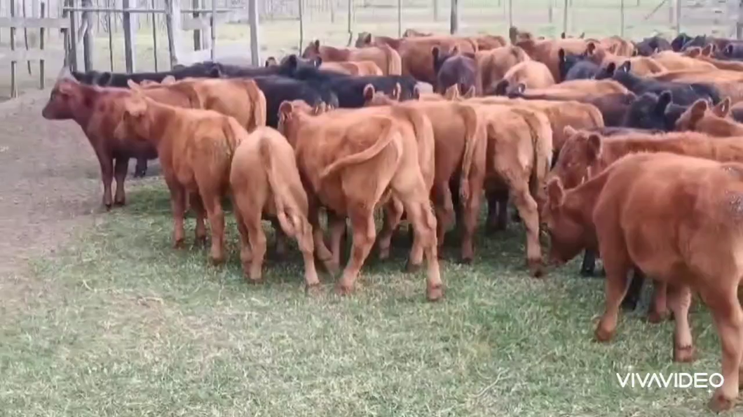 Lote 85 Terneras