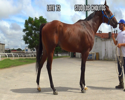 Lote ONE (ARG)