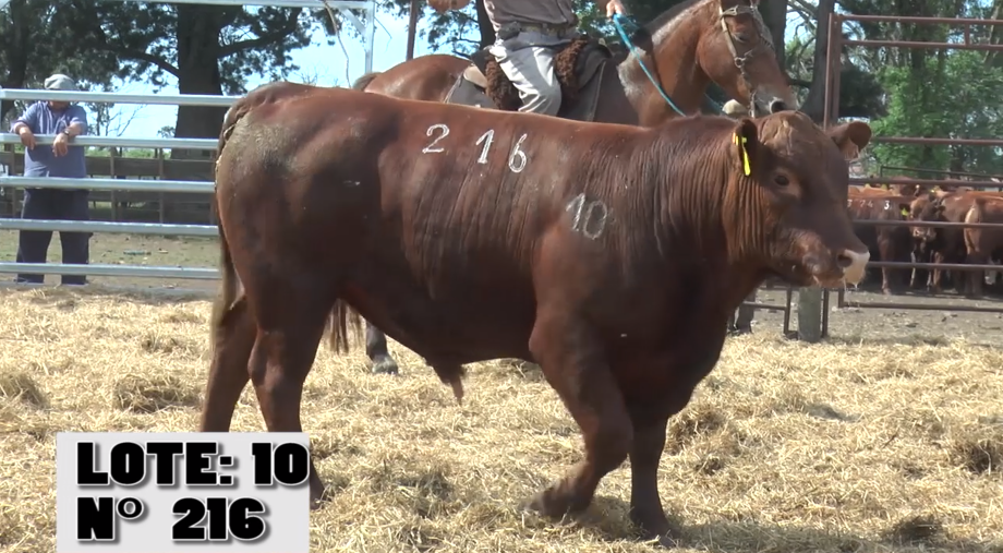 Lote 3 Toros a remate en Remate La Empastada , Artigas