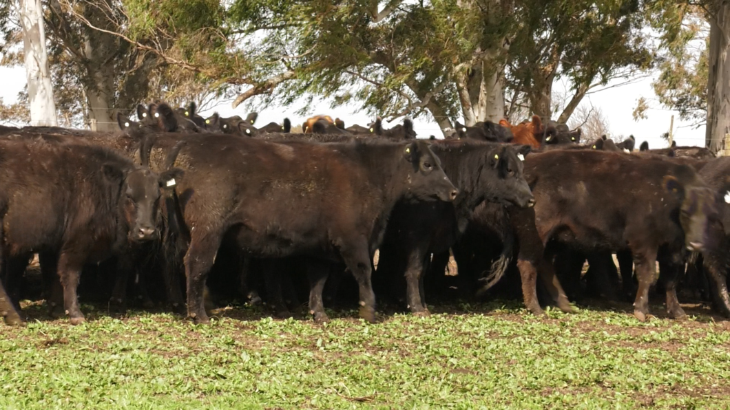 Lote 10 VAQUILLONAS PURAS POR CRUZA