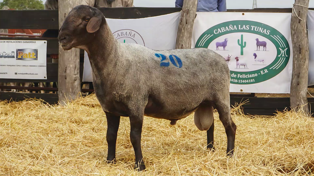 Lote SANTA INES MACHO